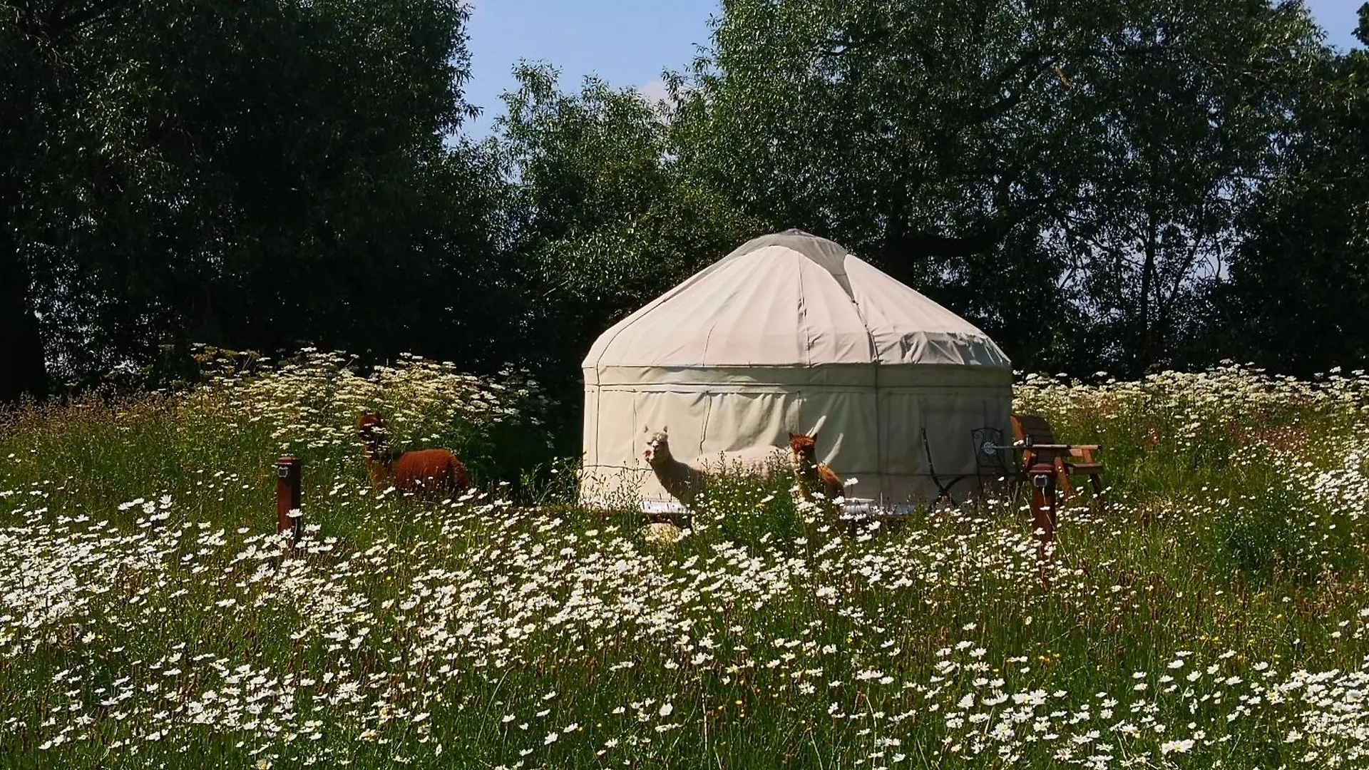 Acorn Glade Glamping York Villa